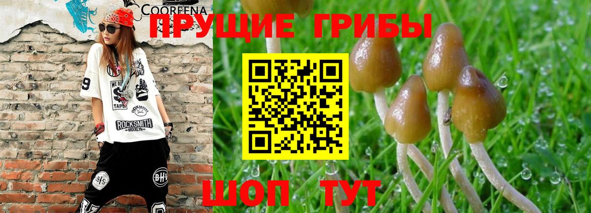 Псилоцибиновые грибы прущие грибы Петрозаводск